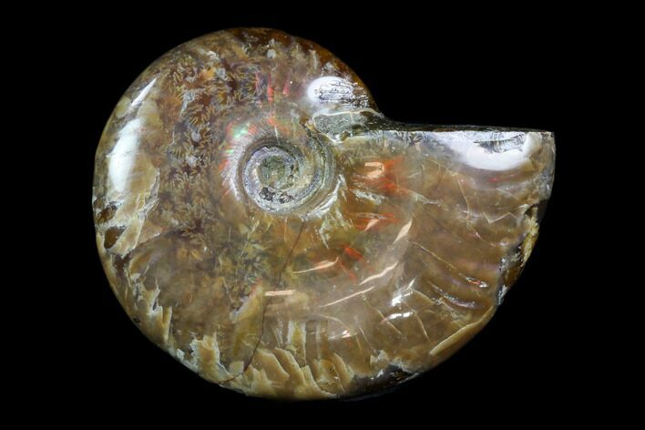 Iridescent, Red Flash Ammonite - Madagascar #82436
